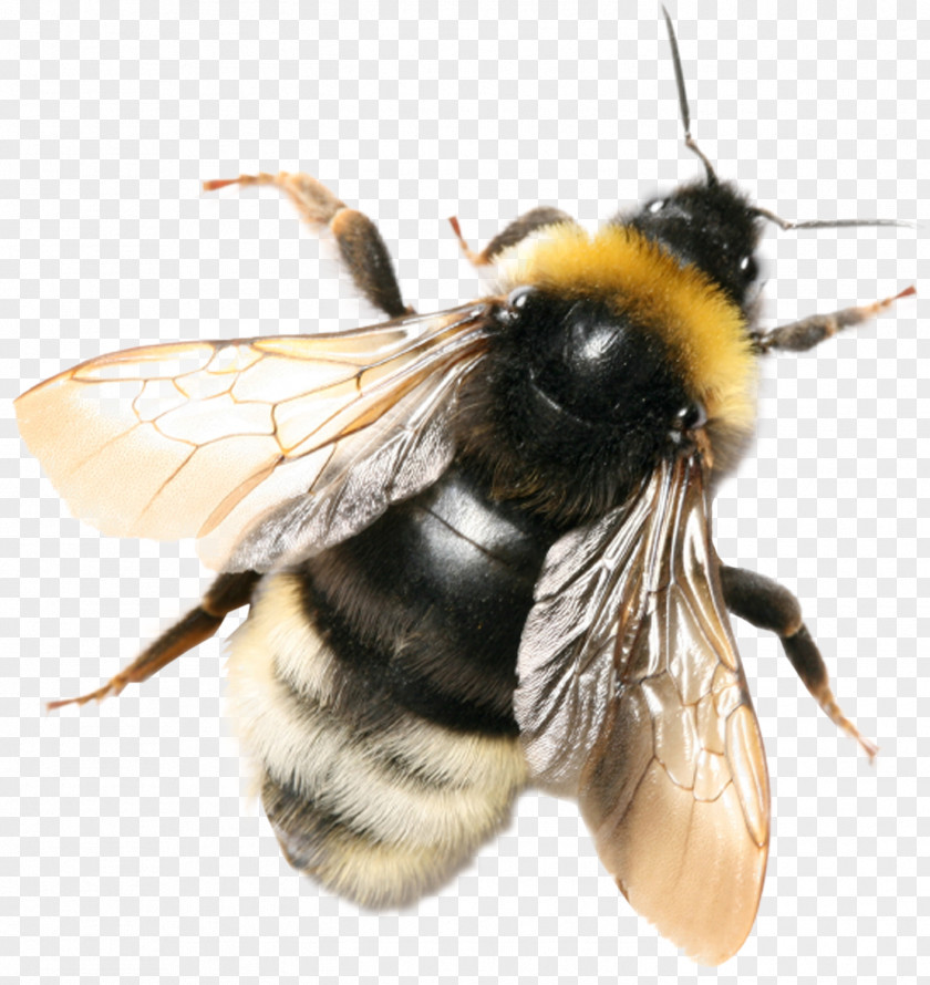 Bee Insect Bombus Terrestris Hortorum Honeycomb PNG