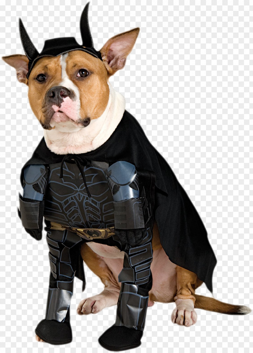 Dogs Batman Dog Batgirl Halloween Costume PNG