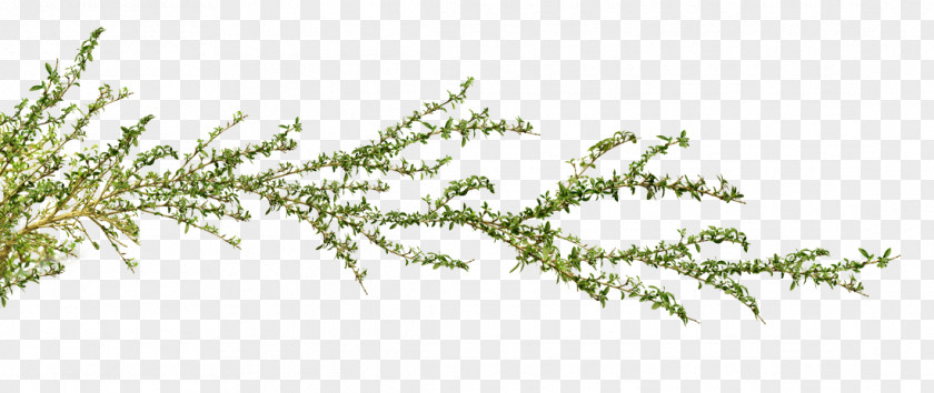 Leaf Twig Grasses Plant Stem Pine PNG