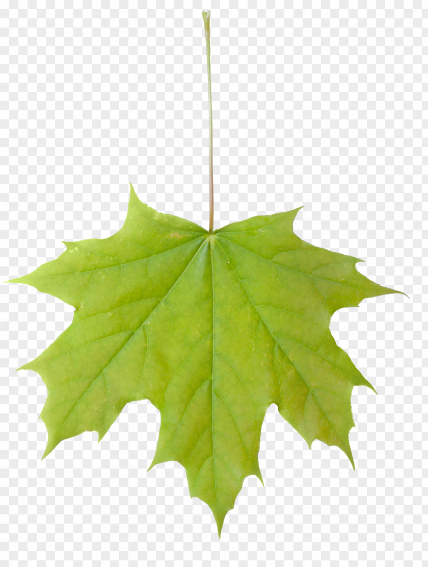 Leafs Sugar Maple Leaf Acer Macrophyllum Tree PNG
