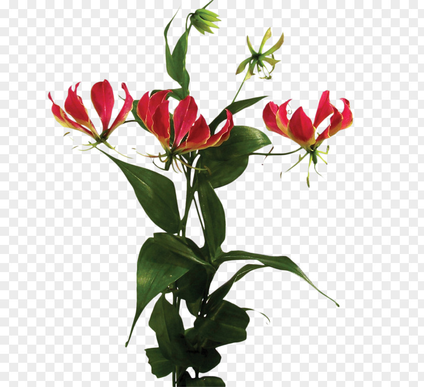 Monstera Cut Flowers Plant Arum-lily Rose PNG