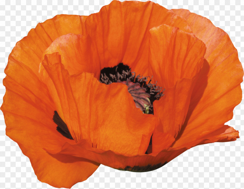 Remembrance Poppy Clip Art PNG