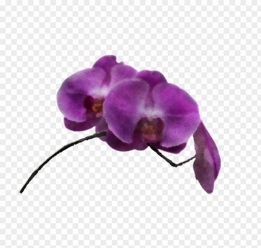 Violet Purple Flower Moth Orchid Petal PNG