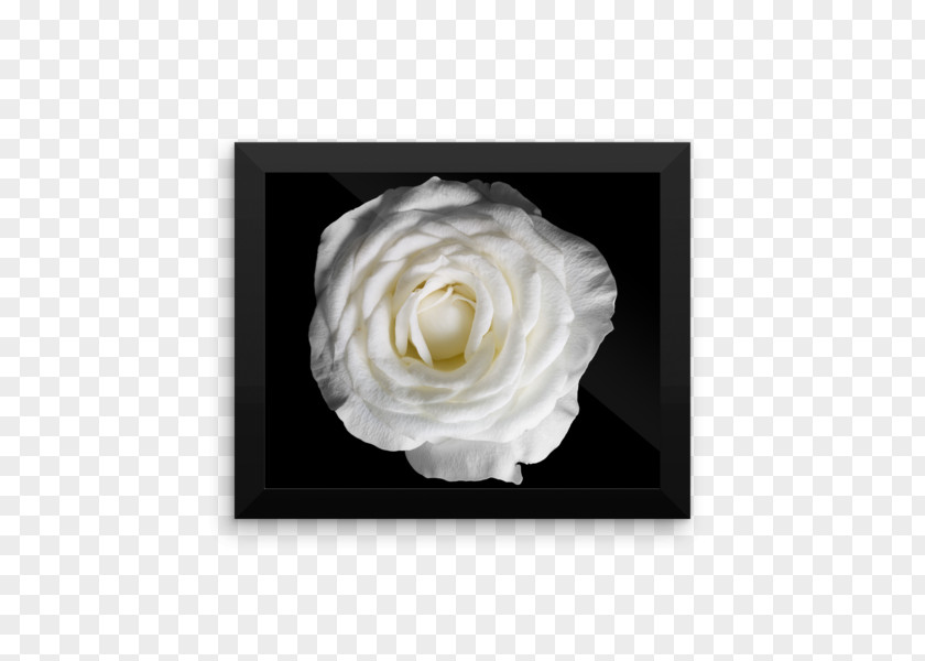 Black Photography Poster Image And White Rose PNG
