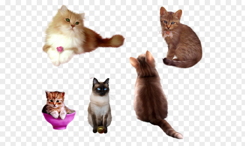 Cute Cat Collection Kitten DeviantArt Whiskers PNG