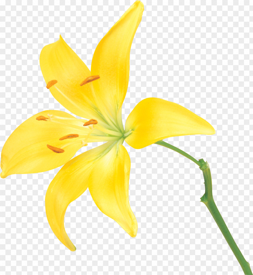 Lily Flower Yellow Lilium PNG