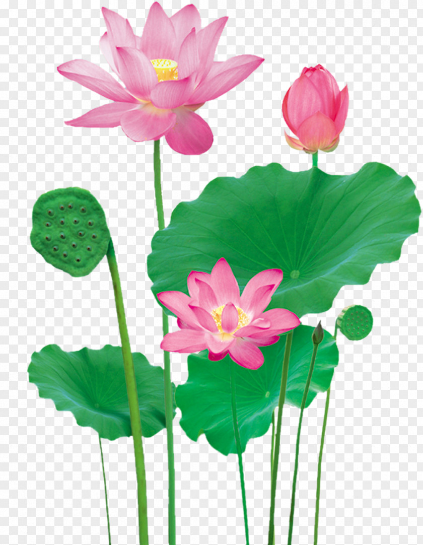 Lotus Pond Nelumbo Nucifera PNG