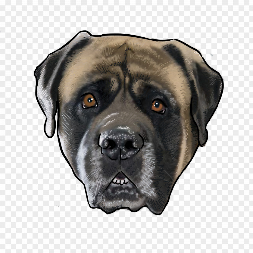 Mastiff Dog Breed English Bullmastiff Akita Chow PNG