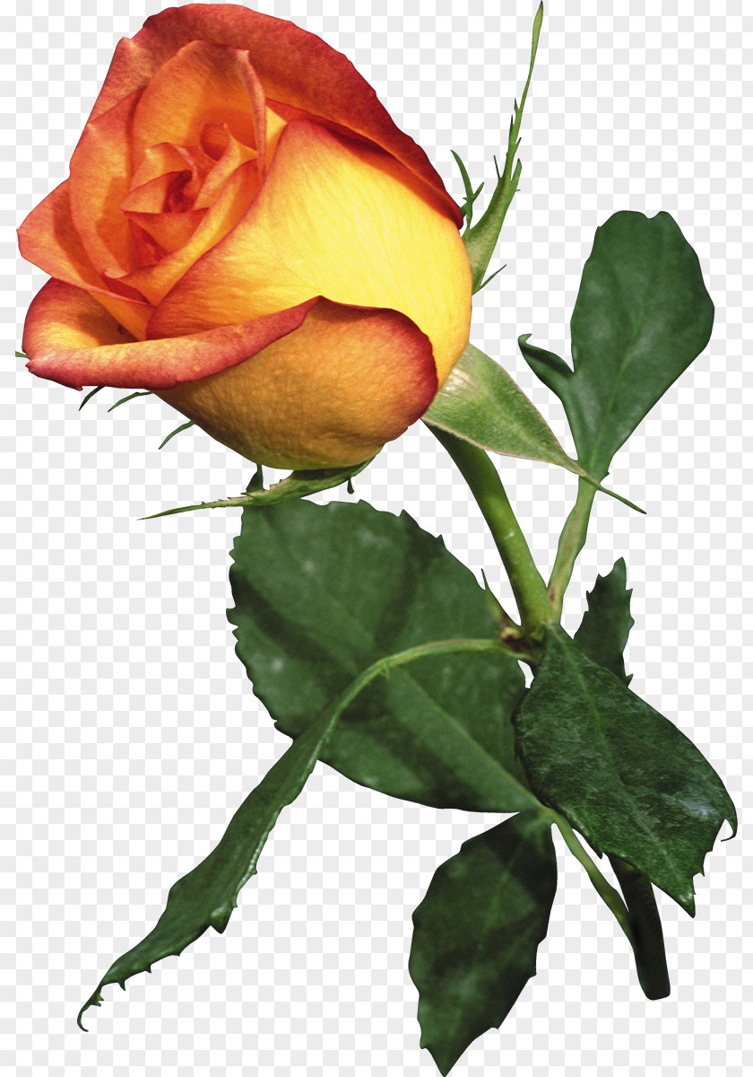 Yellow Rose Garden Roses Flower PNG
