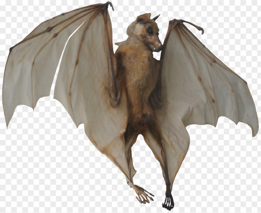 Bat Clip Art PNG