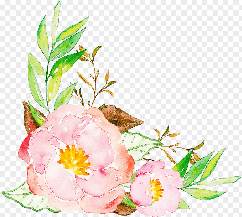 Common Peony Flowering Plant Flower Pink Clip Art Chinese PNG