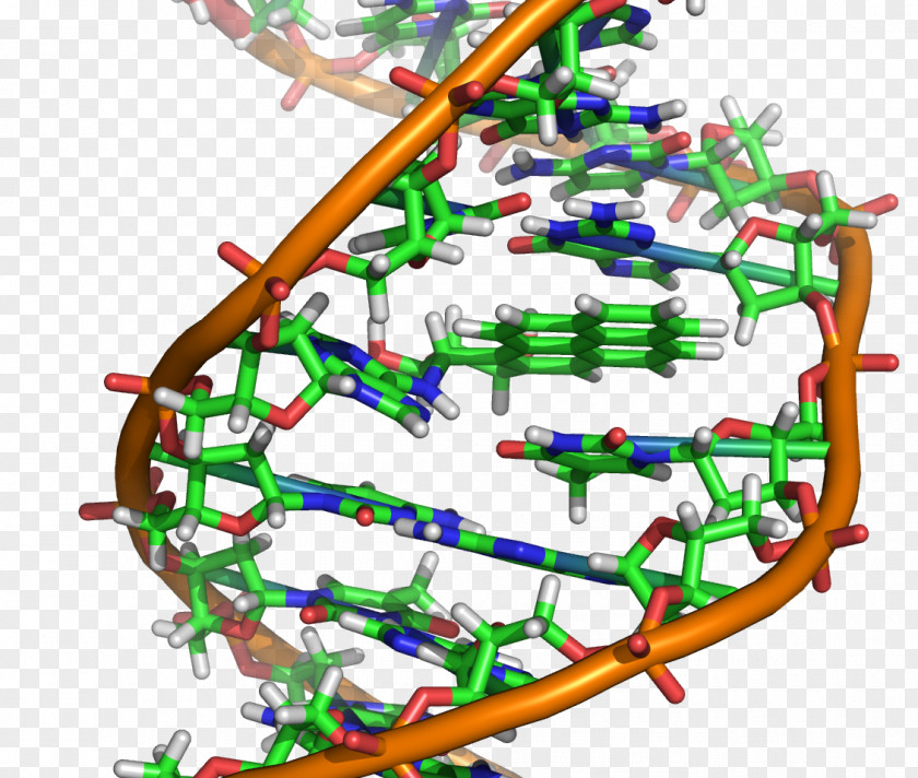 DNA Molecule Nucleic Acid Double Helix Mutation Molecular Biology PNG