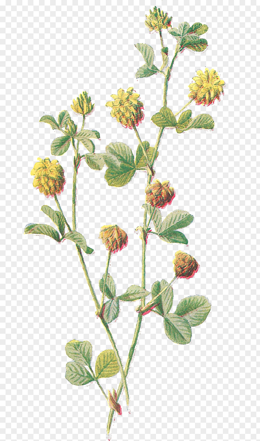 Flower Dutch Clover Plant Hybrid Zinnia PNG