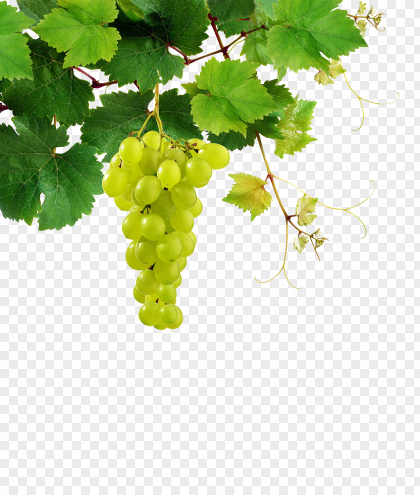 Grape Sauvignon Blanc White Wine Pinot Chenin Riesling PNG