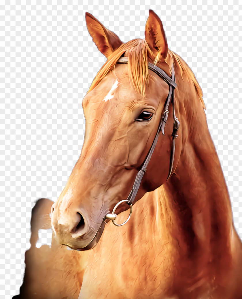 Horse Sorrel Hair Bridle Mane PNG