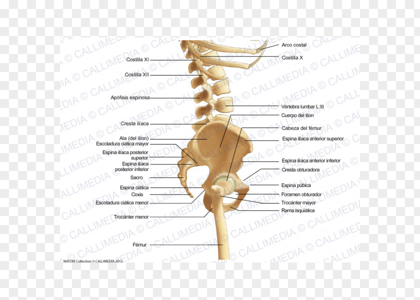 Skeleton Bone Pelvis Human Anatomy Ligament PNG