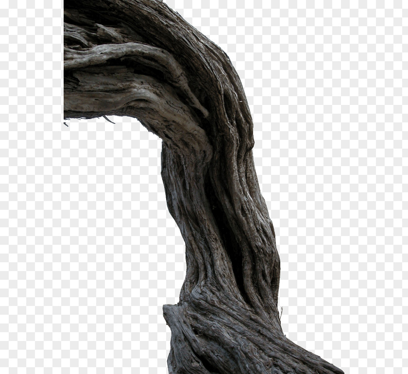 森林 Trunk Tree PNG