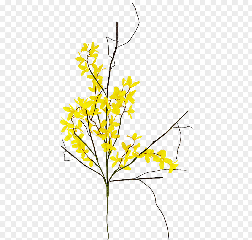 Yellow Plant Flower Branch Twig PNG