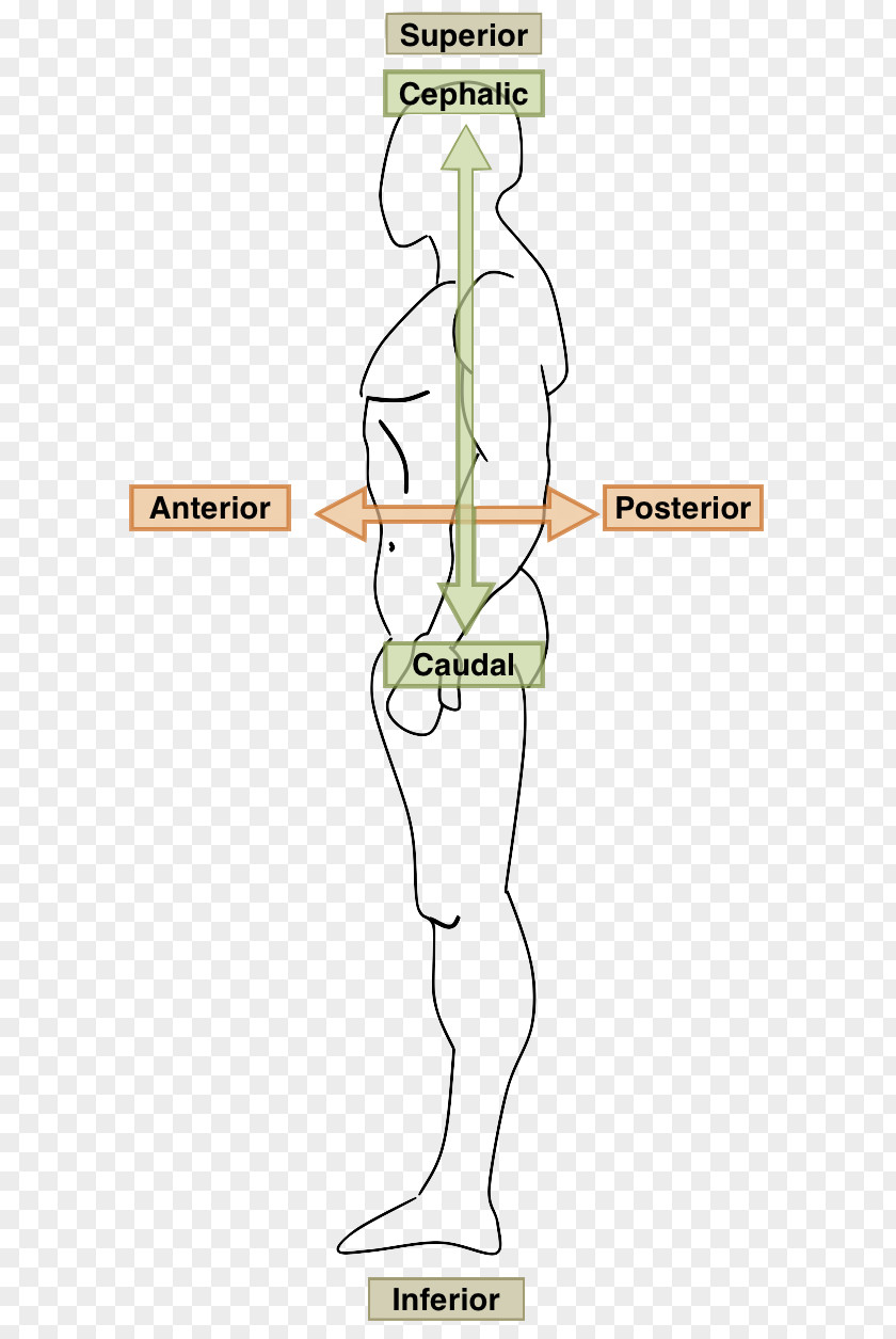 Anatomical Position Human Body Anatomy Ventraal Terms Of Location Coronal Plane PNG