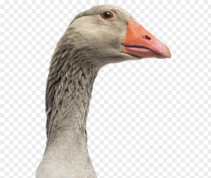 Goose Greylag Indian Runner Duck Bird PNG