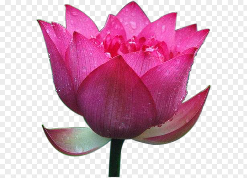 Lotus Leaf,Beautiful Nelumbo Nucifera High-definition Television PNG