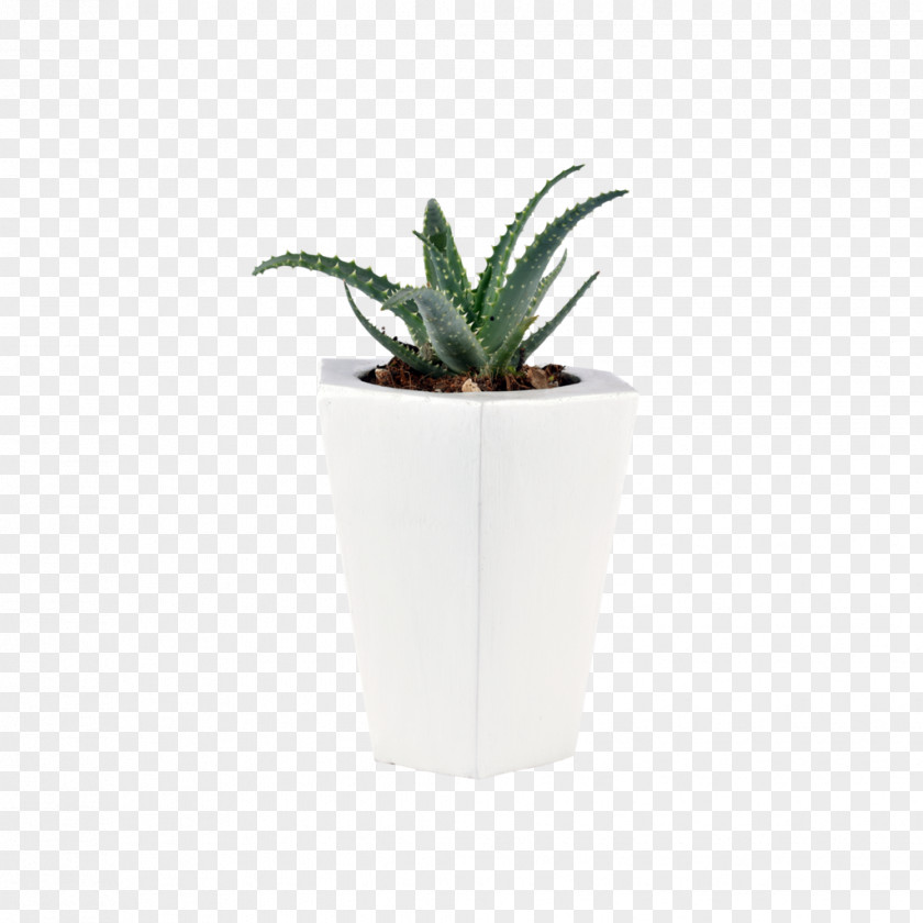 Maceta Agave Citroën Cactus M Flowerpot INAV DBX MSCI AC WORLD SF Aloe Vera PNG