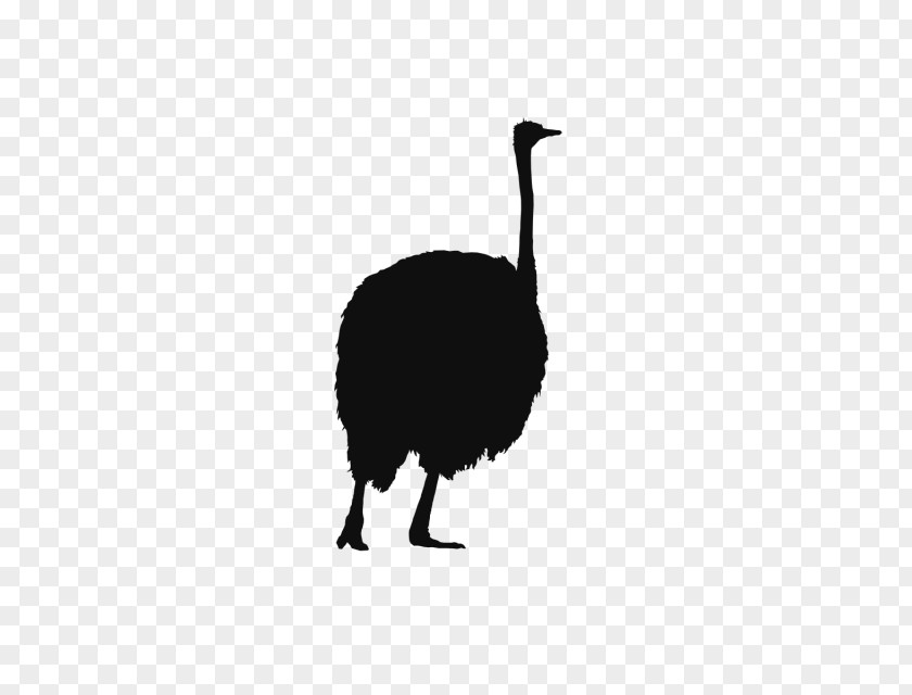 Ostrich Common Vecteur PNG