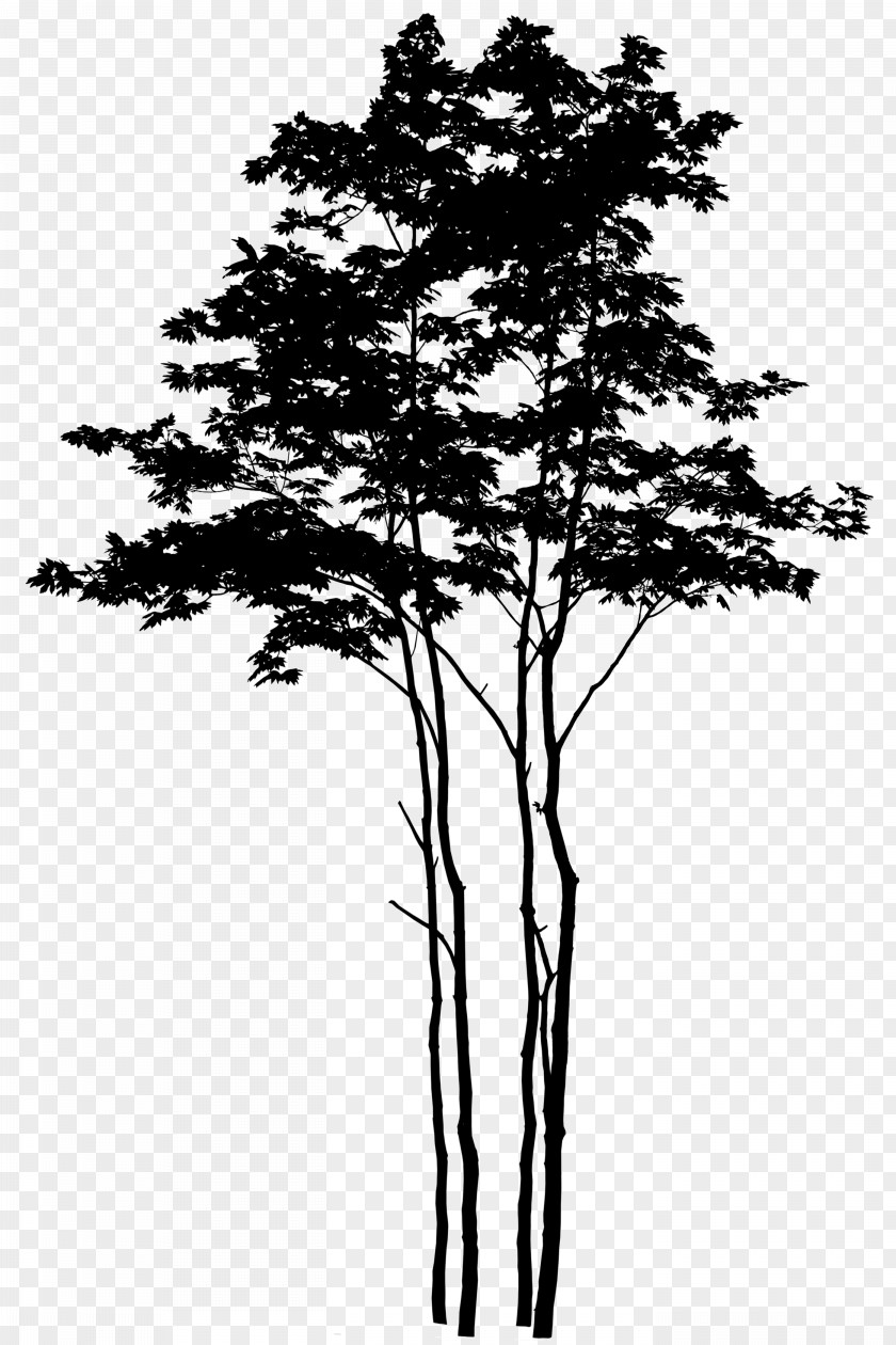Silhouette Tree Image Photography Branch PNG