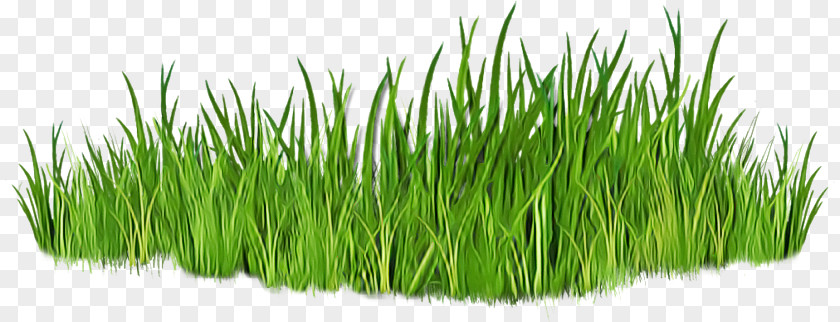 Vetiver Wheatgrass Sweet Grass Commodity Grasses PNG