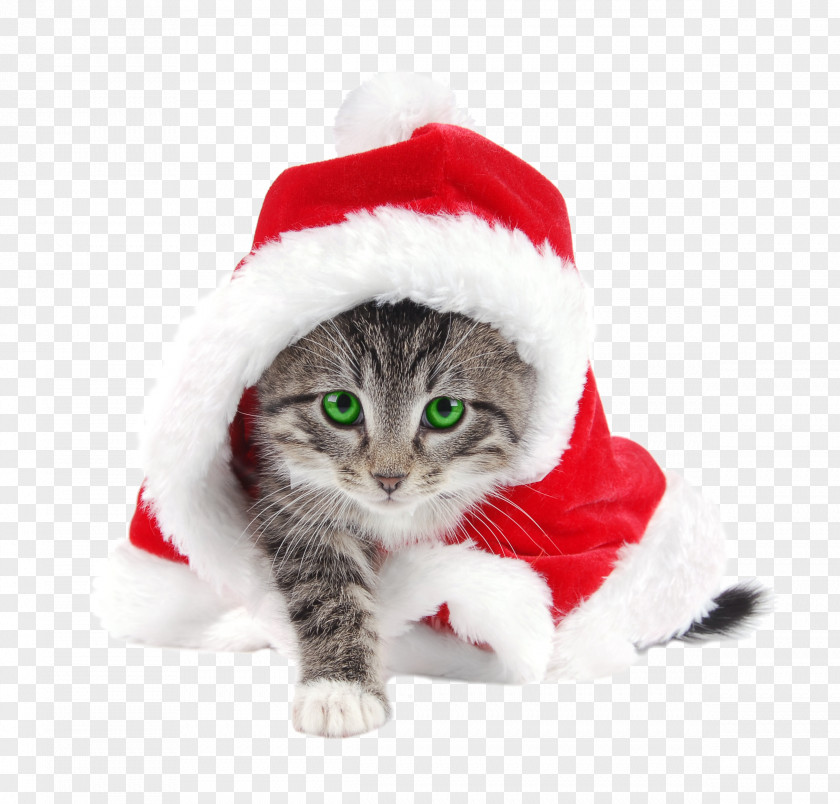 Weekend Santa Claus Cat Kitten Christmas Suit PNG