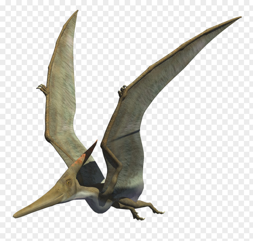 Dinosaur Pteranodon Late Cretaceous Carnivores 2 Velociraptor Therizinosaurus PNG