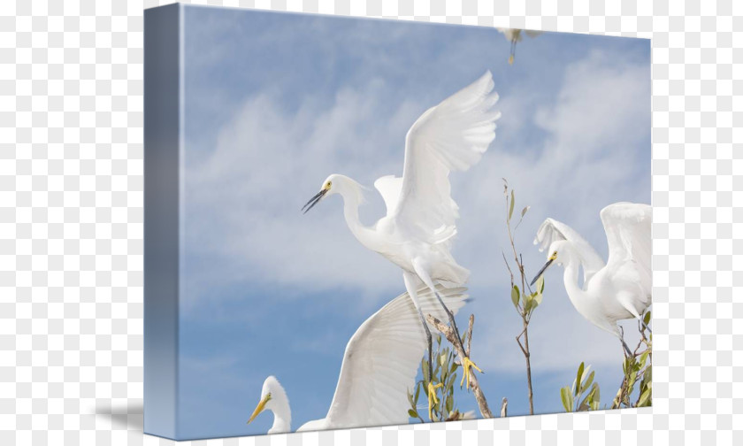 Egret Poster Design Bird Cygnini Zoom Lens Photography PNG