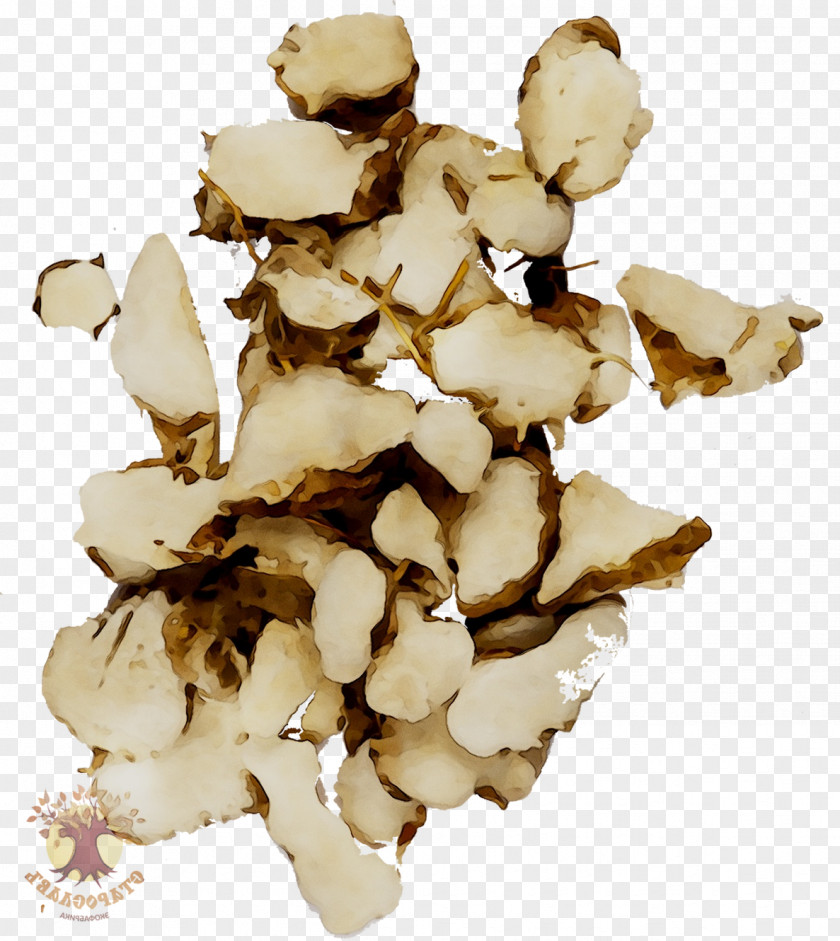 Fomitopsidaceae Edible Mushroom PNG