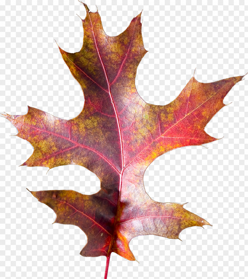 Leaf Maple Photography PNG