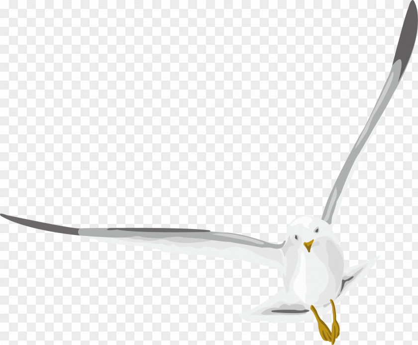 Seagulls Fly With Vivid Designs Designer PNG