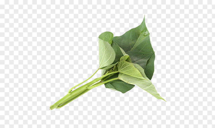 A Strain Of Sweet Potato Leaves Leaf Plant PNG