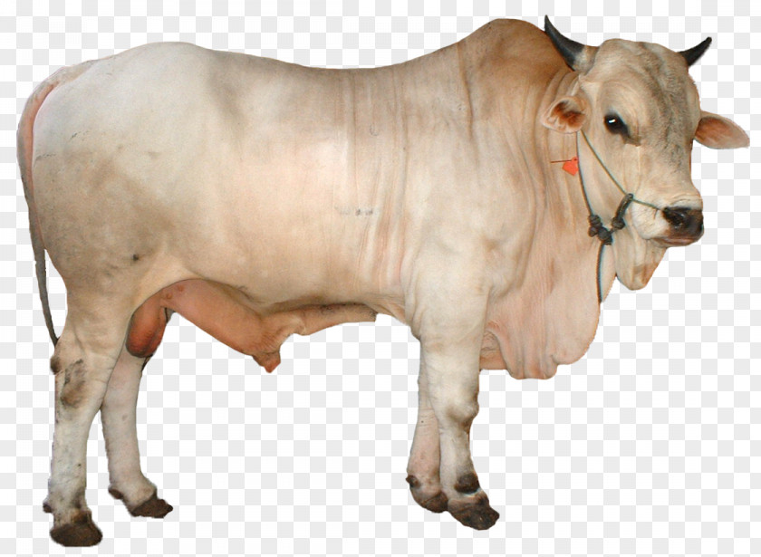 Adha Simmental Cattle Limousin Qurbani Goat Ongole PNG
