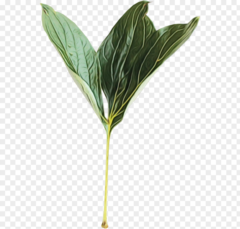 Arum Family Anthurium Tree Background PNG