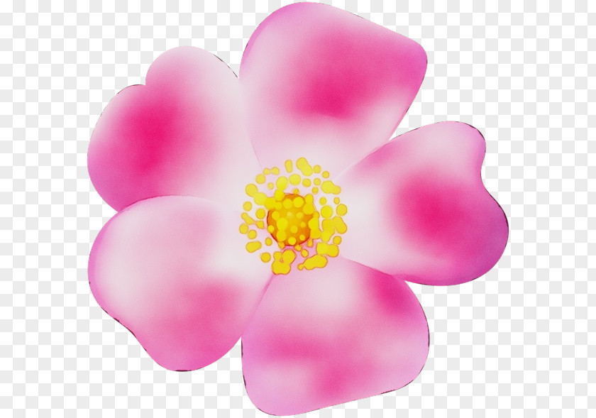 Blossom Perennial Plant Petal Pink Flower Flowering PNG
