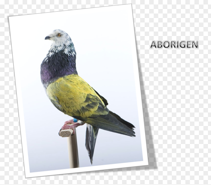 Feather Columbidae Finches Beak Advertising PNG