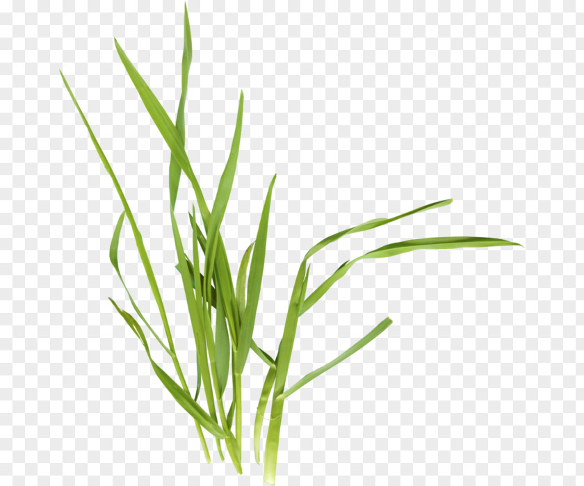 Herbes Flower Internet Clip Art PNG