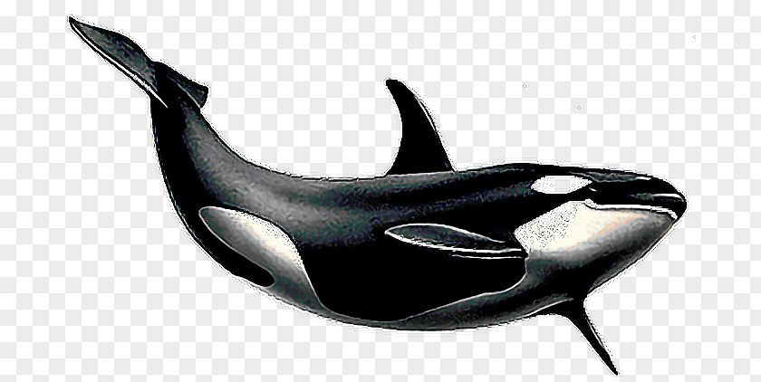 Killer Whale Clip Art Cetacea Image PNG