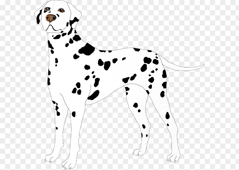 Sporting Group Nonsporting Dog Dalmatian Non-sporting PNG