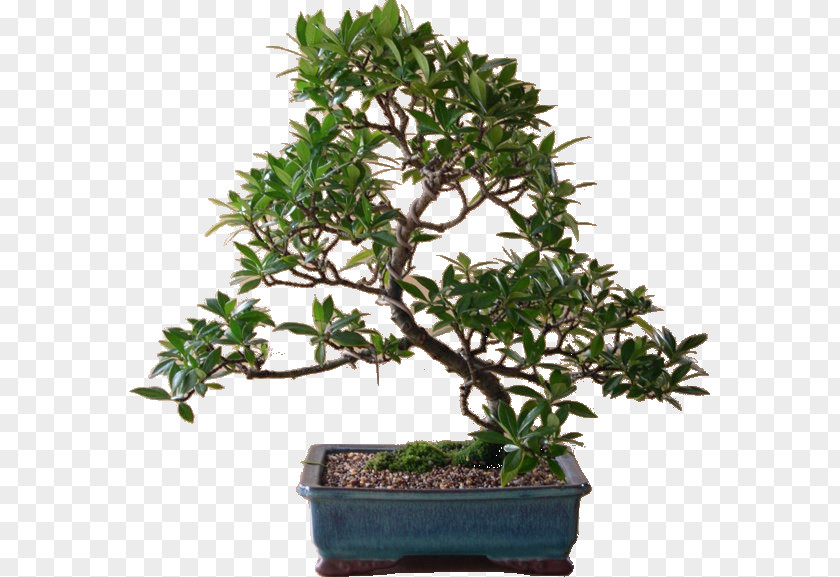 Tree Chinese Sweet Plum Shrub Flowerpot PNG