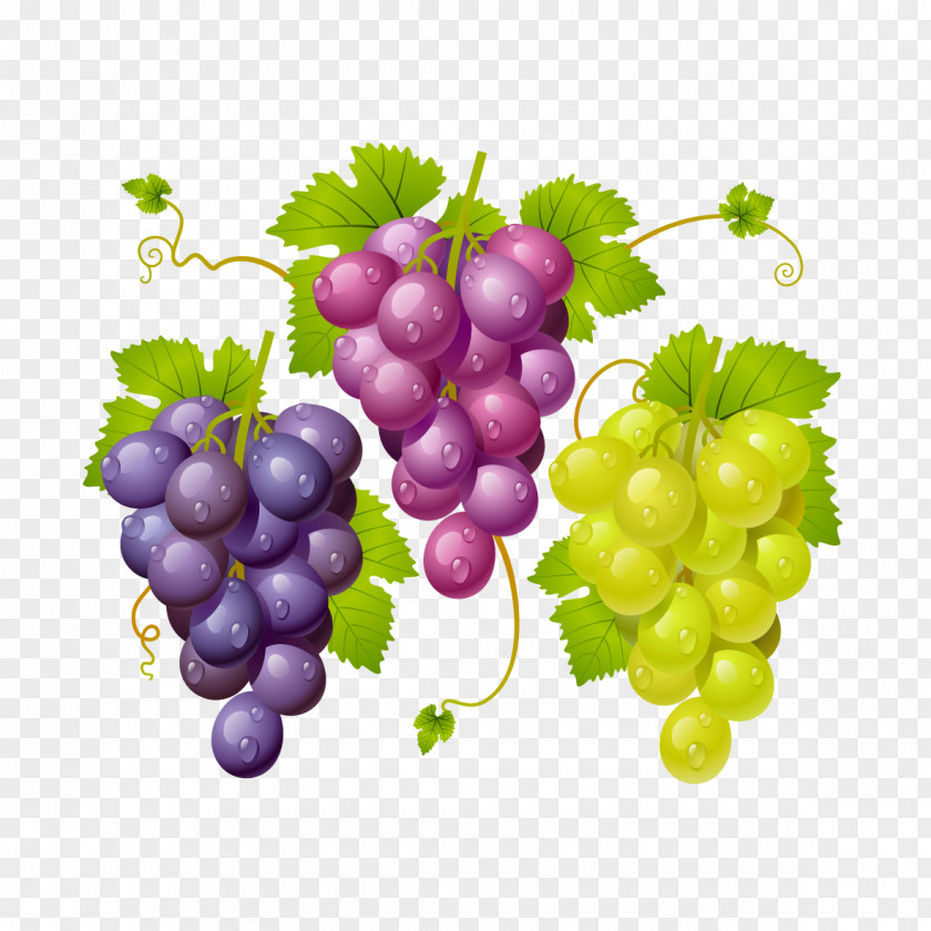 Vector Grapes PNG