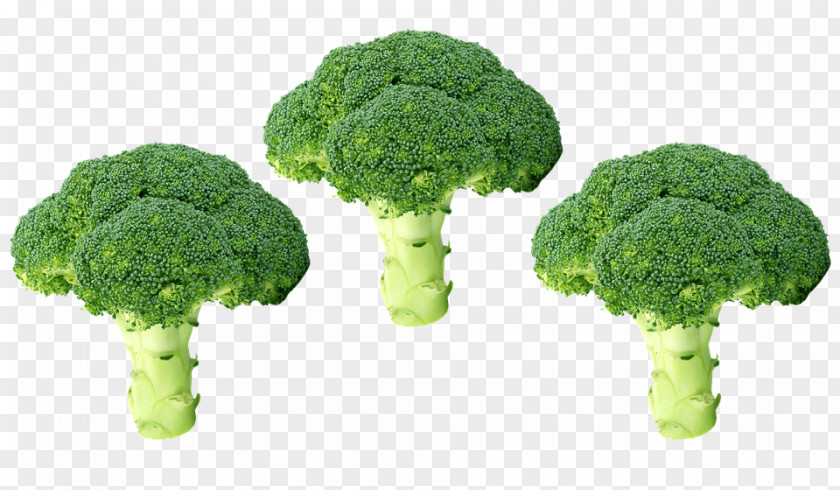 Vegetable Broccoli Clip Art Food PNG