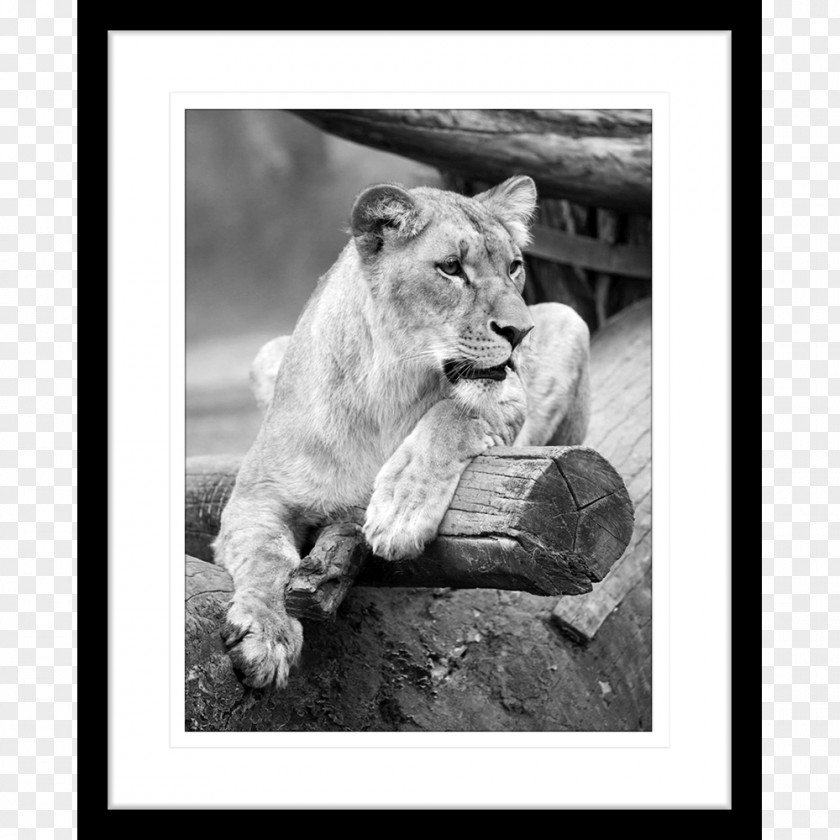 African Prints Lion Cat Tiger Felidae Wildlife PNG