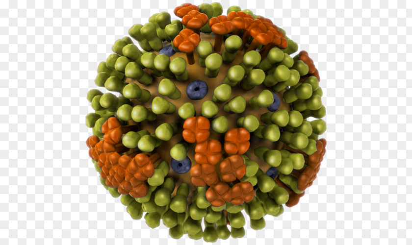 Flu Influenza A Virus Subtype H1N1 Avian Influenzavirus B PNG