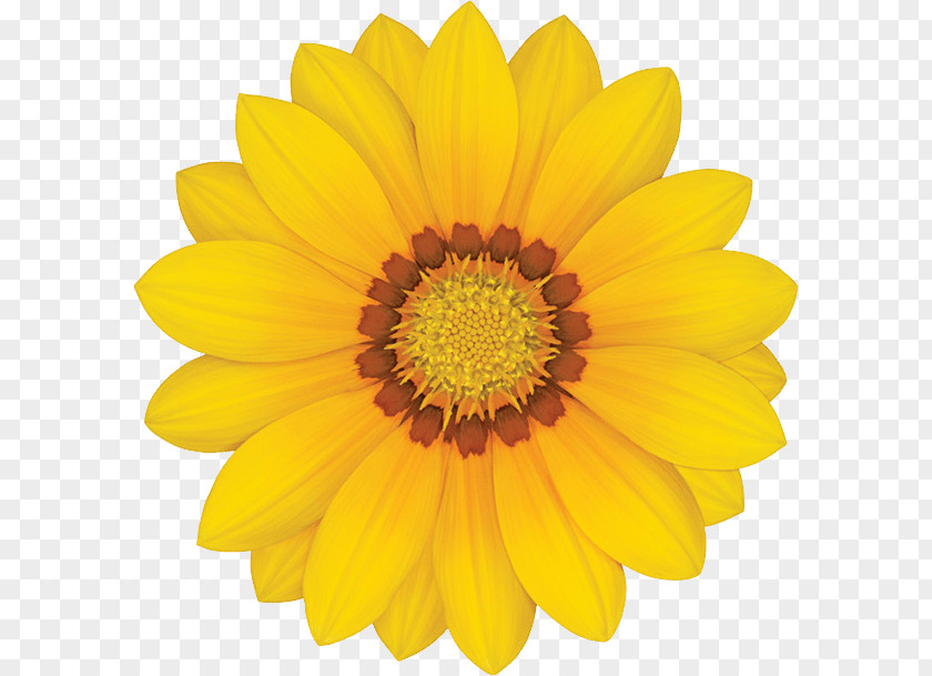 Gazania Transparent Common Sunflower Yellow Stock Photography Transvaal Daisy PNG
