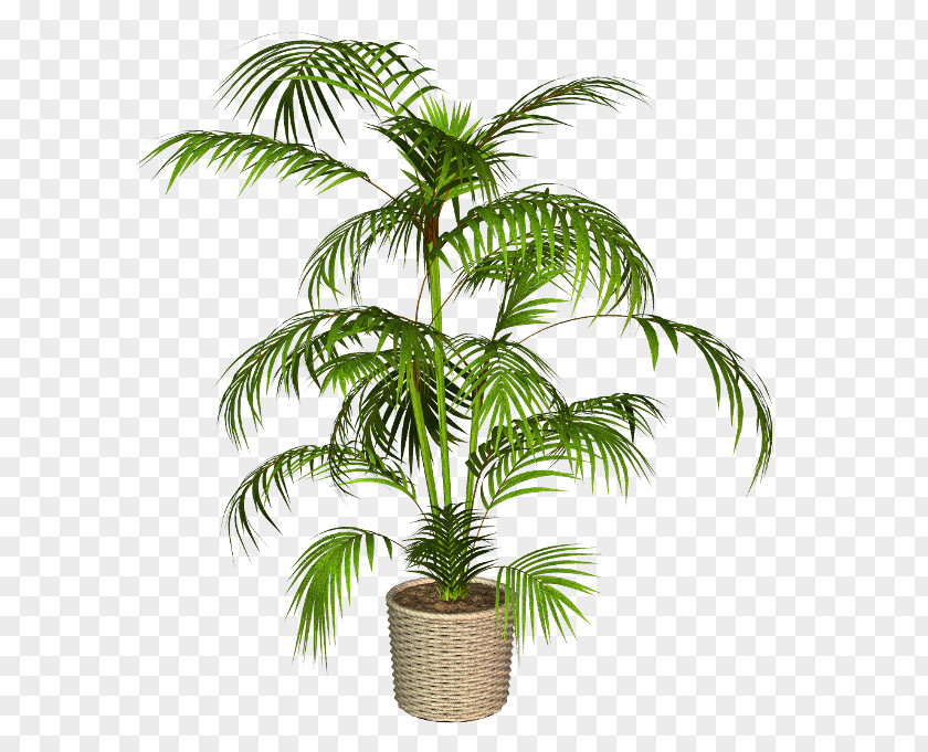 Coconut Babassu Asian Palmyra Palm Trees Flowerpot PNG